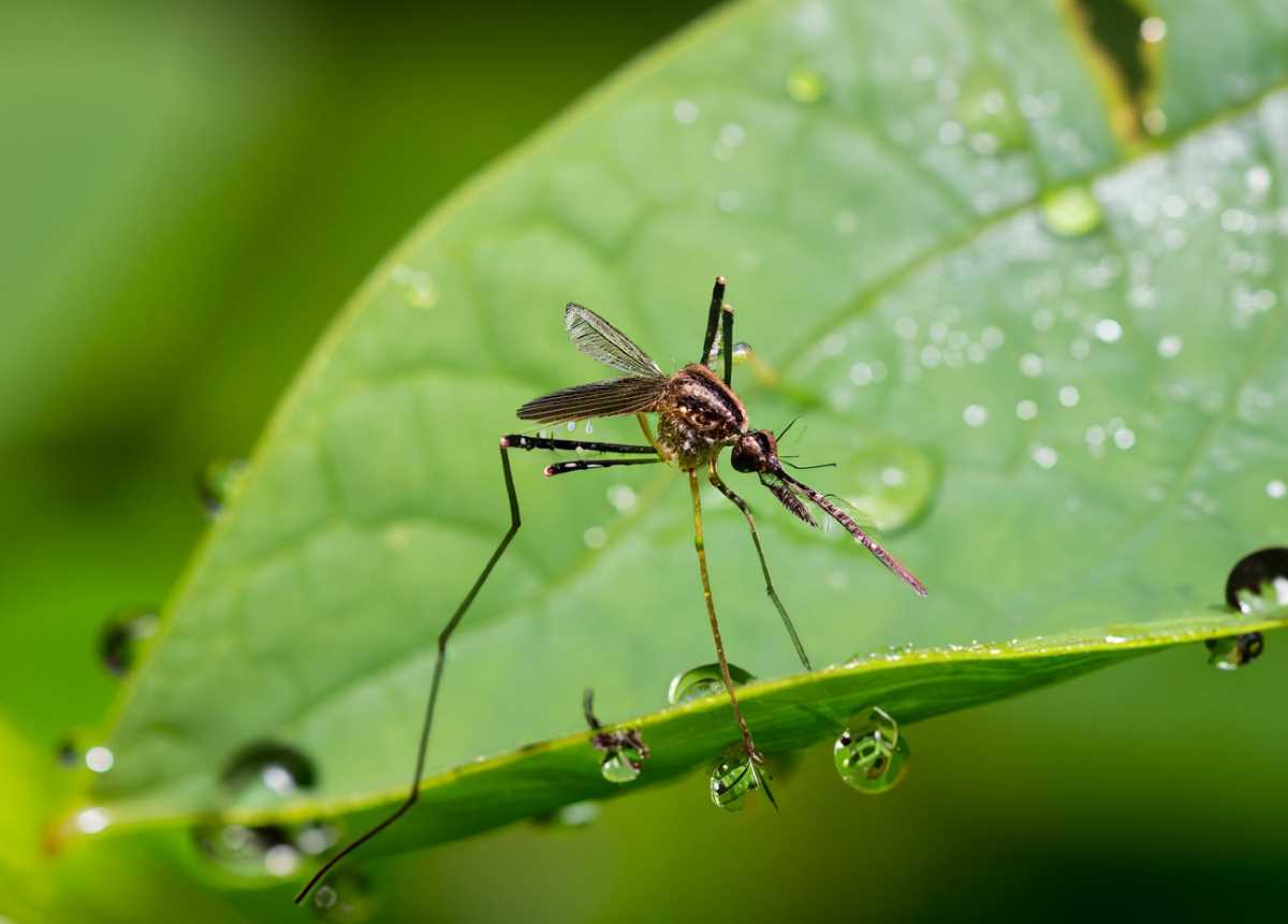 Aedes aegypti mosquito resting on a dew-kissed leaf after the first monsoon downpour.