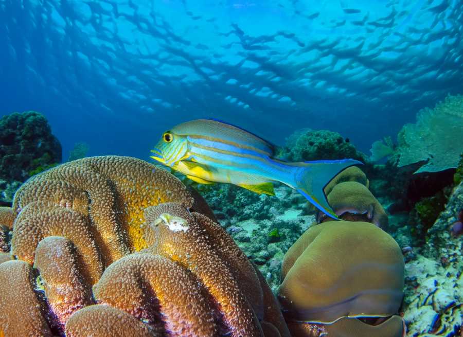 A Golden Blue Snapper swims gracefully near a coral reef, embodying the vivid colors and diversity of marine life.