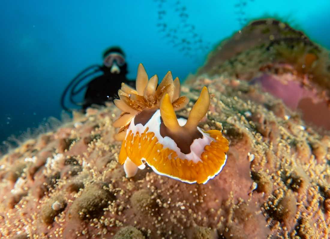 A diver marvels at the unique and colorful Peltodoris lancei nudibranch.