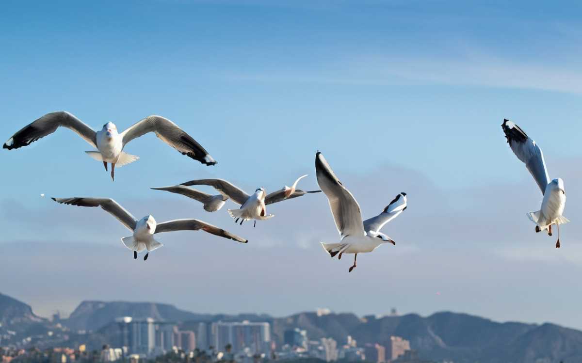 A flock of Heerman's Gulls takes flight against the backdrop of Bahía de Los Ángeles.