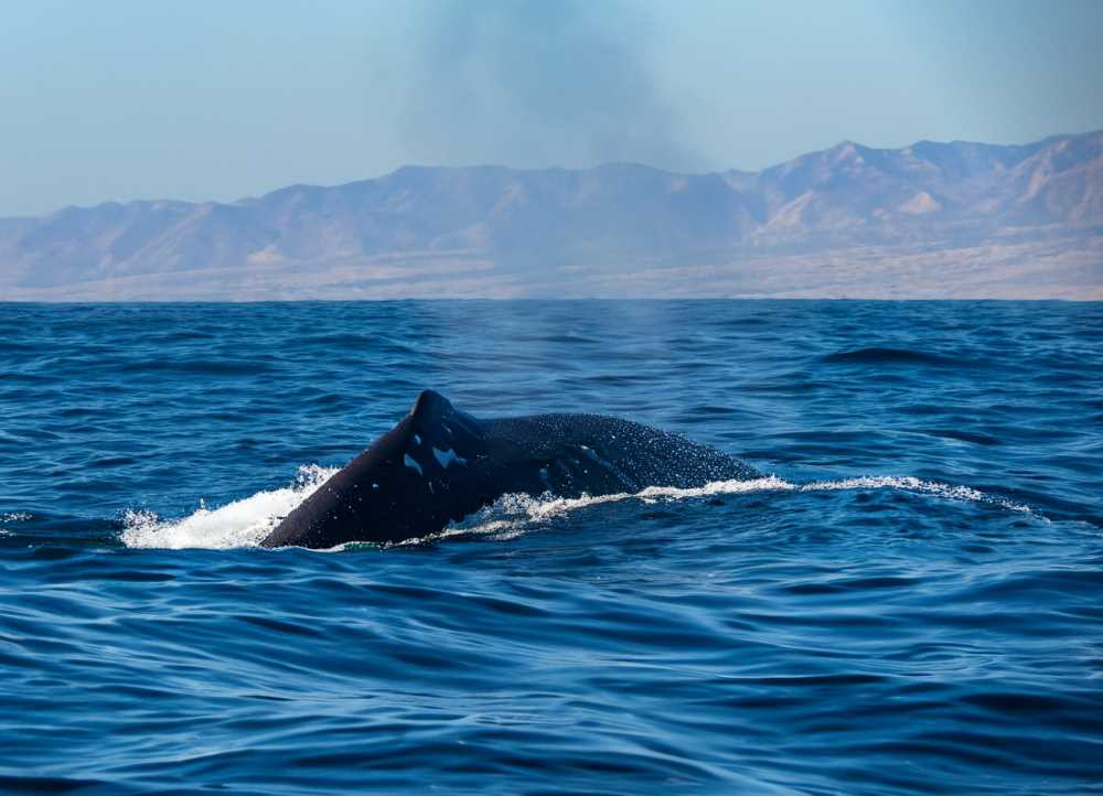 A majestic blue whale glides through the nutrient-rich waters of Bahía de Los Angeles.
