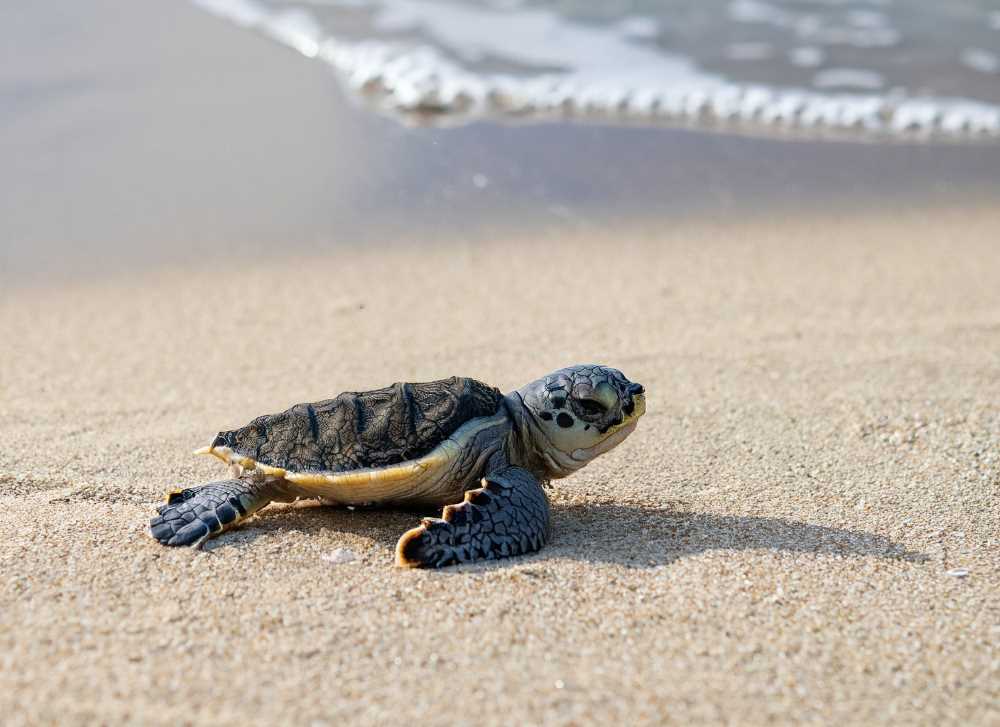 A newly hatched Olive Ridley turtle takes its first steps toward the ocean, embarking on a perilous journey for survival.