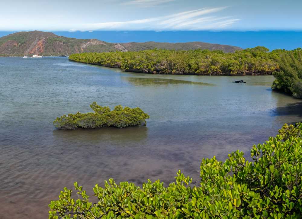 A panoramic view of Bahía de Los Ángeles, where the lush Red mangroves stretch to their northernmost limits.