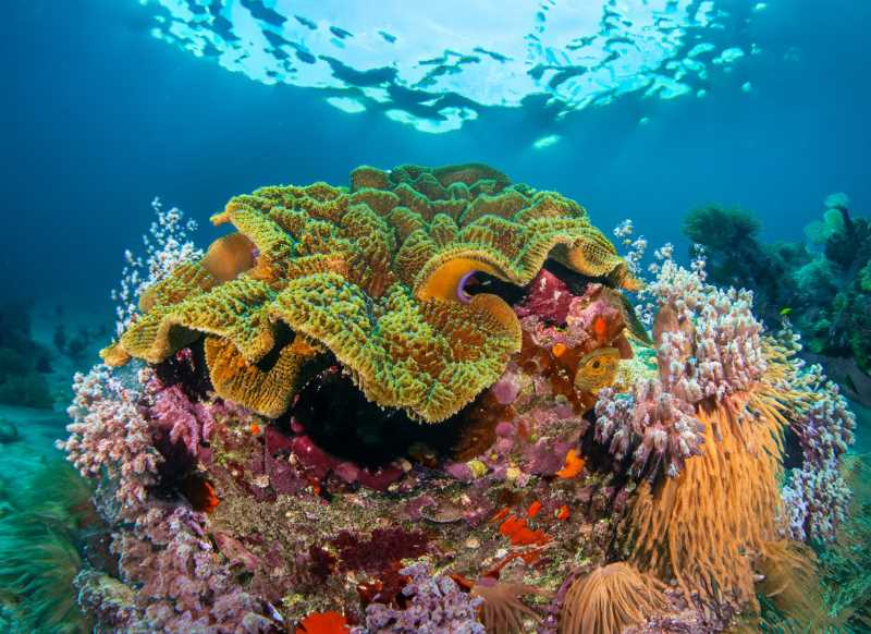 A vibrant coral reef in the Gulf of California, teeming with endemic species.