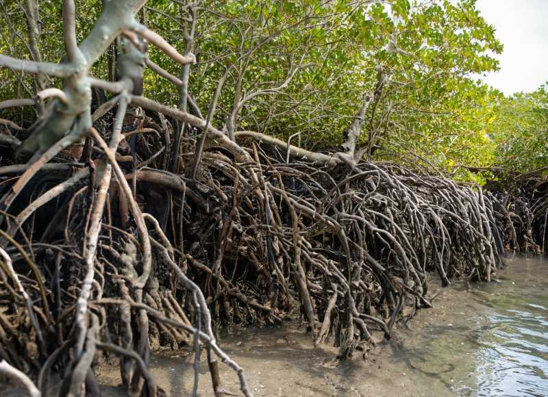The intricate root system of the Islas Marías Botoncillo Mangrove, nature's formidable barrier against storms and erosion.