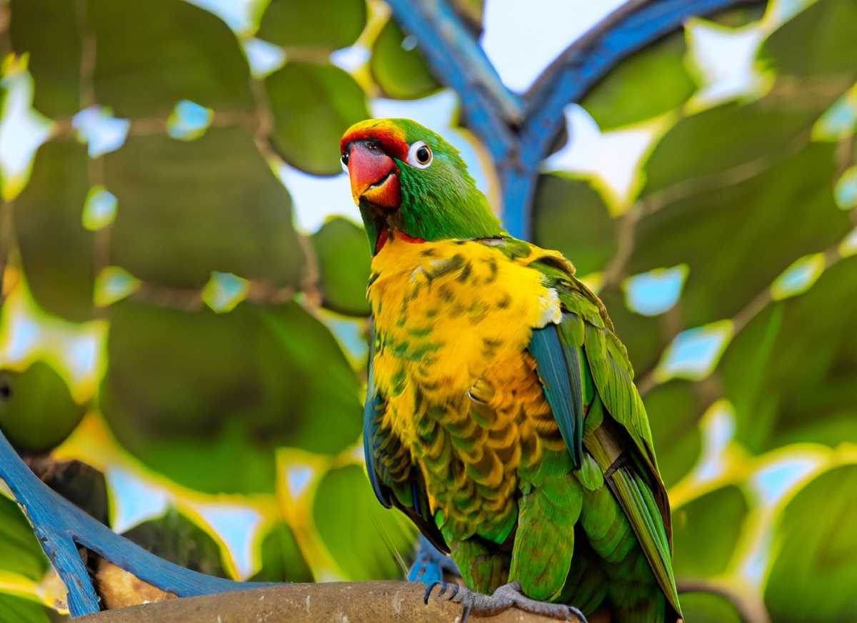 A kaleidoscope of colors – the striking yellow-headed parrot, a symbol of resilience on Islas Marías.