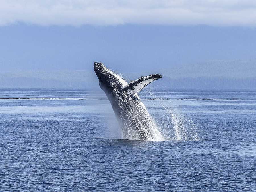 Humpback whale. In addition to krill, these whales may feed on fish that inhabit shallow waters.
