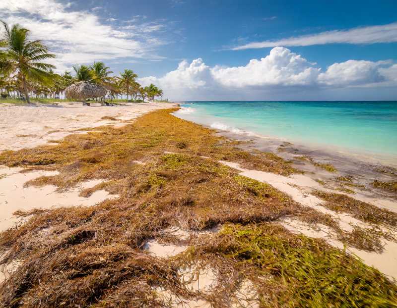 A stunning Cuban beach blanketed in sargassum, highlighting the challenges of this natural invasion.
