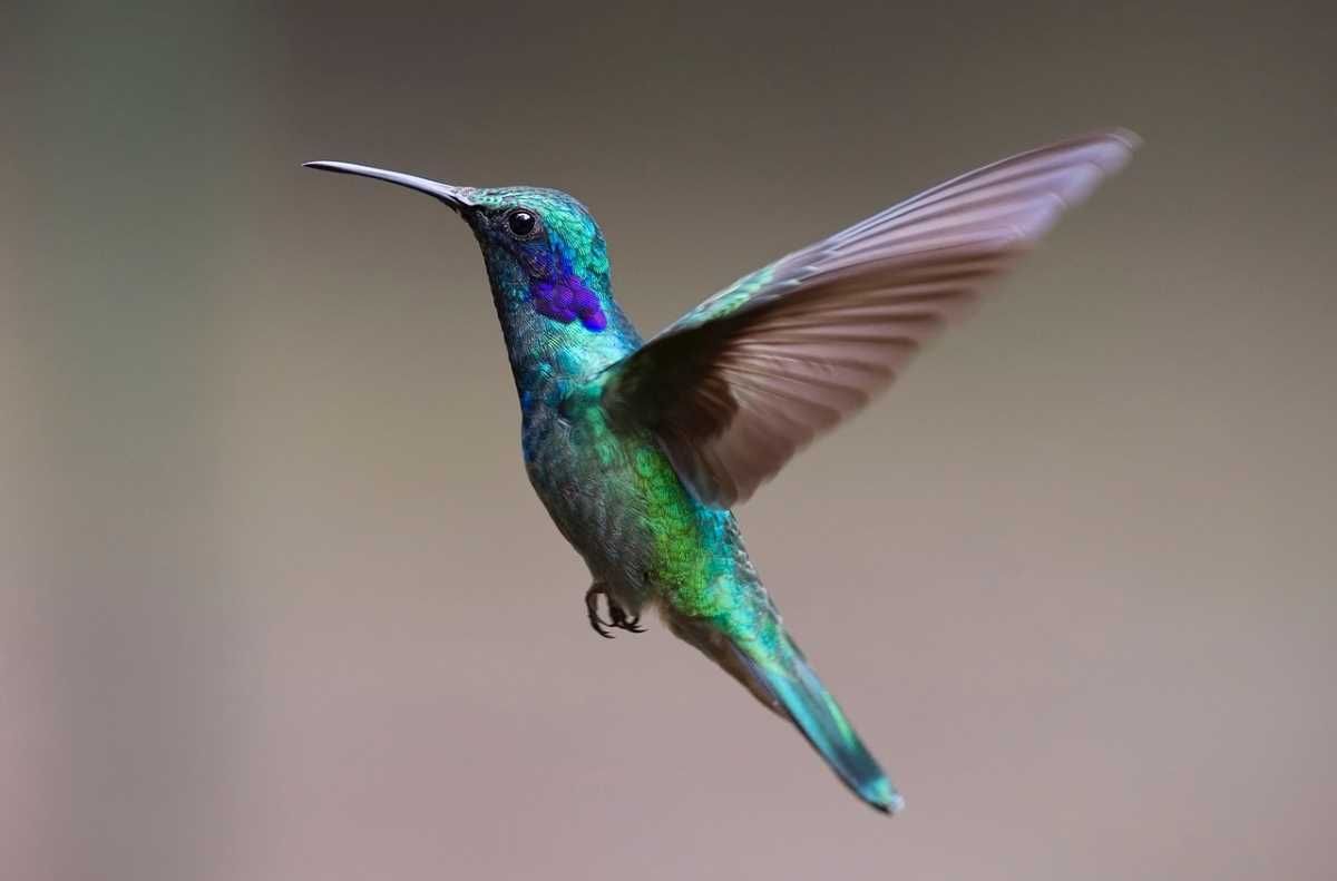 This agile hummingbird, resembling a tiny airborne acrobat, defies gravity with its rapid wings and vibrant plumage.