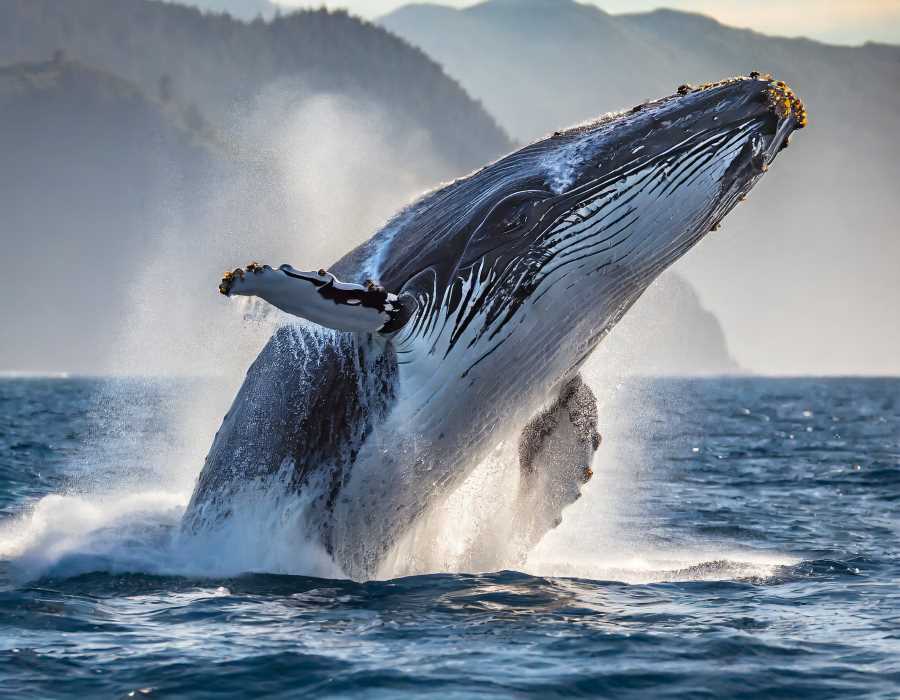 A majestic humpback whale breaches the water's surface, showcasing its incredible size and grace.