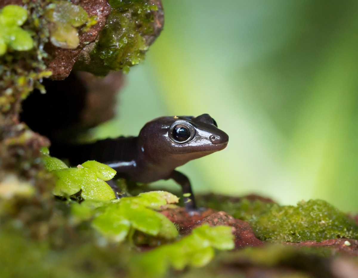 A tiny, endangered Isthmura naucampatepetl salamander peeks out from its forest hideaway in Veracruz, Mexico.